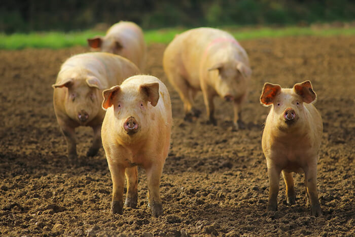 Case study - Thrings